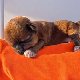 Shih Tzu puppies from Judy's Shih Tzus