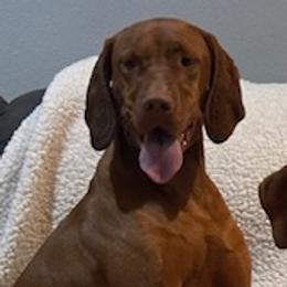 Gator - Vizsla