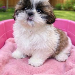 Millie - Tricolor female Shih Tzu puppy in Stroudsburg, Pennsylvania from Puppyville Pa Shih Tzu & frenchies