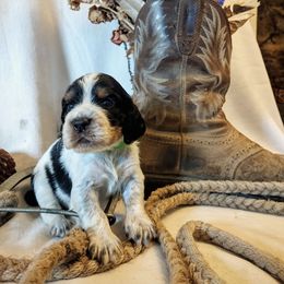 Olive - Tri-Roan female English Springer Spaniel puppy in Redding, California from Springer's Journey Spaniels California