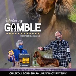 Dachshund Puppies from Aviator's Dachshunds