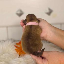 French Bulldog and Pekingese Puppies from SFLK