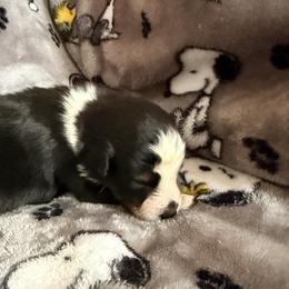 Bobby - Black tri-color male Australian Shepherd puppy in Atkinson, Illinois from Diamond Ridge Aussies