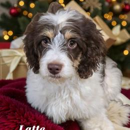 Latte - Brown and white female Aussiedoodle puppy in Lebanon, Oregon from Abbott Family Farm