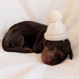 Charlie Brown - Phantom male Goldendoodle puppy in Redding, California from Hope Lane Kennels