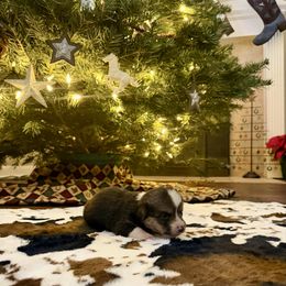 Honey - Black and tan female Pembroke Welsh Corgi puppy in Johnson City, Texas from McCall Creek Corgis