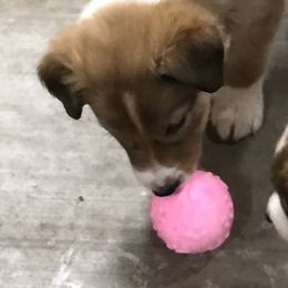 Border Collie Puppies from Burke BC’s