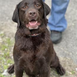 Labrador Retriever All Grown Up from Alley Rock Labradors, LLC