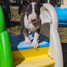 Bull Terrier Puppies from Bulls On Parade