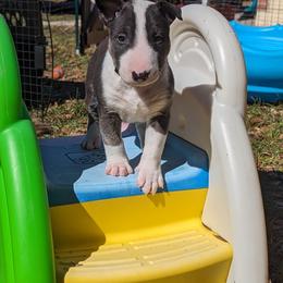 Bull Terrier Puppies from Bulls On Parade