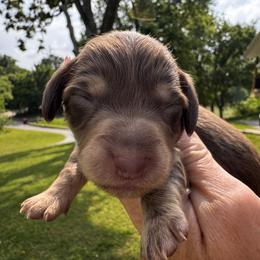 Athos - Chocolate and tan male Dachshund puppy in Bentonville, Arkansas from T & D Dachshunds by design