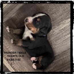 Thunder - Tri-color male Bernese Mountain Dog puppy in Soldiers Grove, Wisconsin from Lonesome Pine Farm