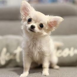Carly - Cream and white female Chihuahua puppy in Orlando, Florida from Figgy’s Chihuahuas