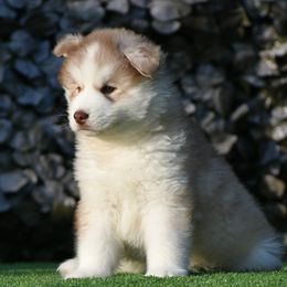 Vuk - Siberian Husky puppy from Blue Moon Huskies