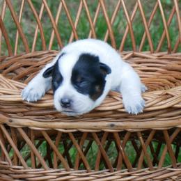 Boy 6 - Blue mottled male Australian Cattle Dog puppy in Buffalo Valley, Tennessee from Buffalo Valley Breeders