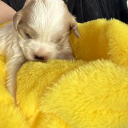 Orion - Sable and white male Cavachon puppy in Springfield, Massachusetts from Caraid Cavachons