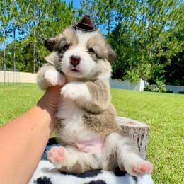 Brownie - Red and white male American Corgi puppy in Florida from Sunrise Corgis