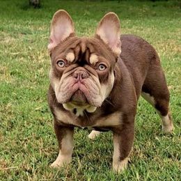 Shortcake - French Bulldog