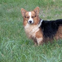 Monty - Pembroke Welsh Corgi