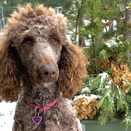 Aussiedoodles, Bernedoodles, Goldendoodles, and Poodles from KC Acres