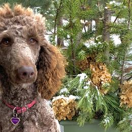 Aussiedoodles, Bernedoodles, Goldendoodles, and Poodles from KC Acres