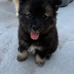 Finnish Lapphund Puppies from Sue Kidder/Lighthouse Lapphunds southern Branch