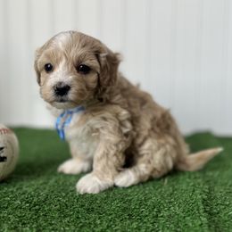 Cashew - Cream male Maltipoo puppy in Springtown, Texas from North Texas Puppies