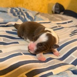 Chocolate and White Female. - Chocolate female Border Collie puppy in Lebanon, Oregon from Cahill’s Canines