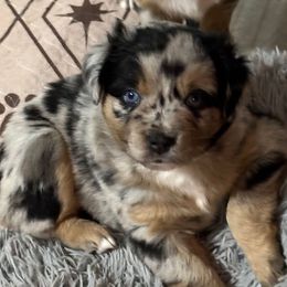 Jingle  (Christmas babies) - Blue merle female Miniature Australian Shepherd puppy in Charlestown, Indiana from Forever Aussies and A Doodle