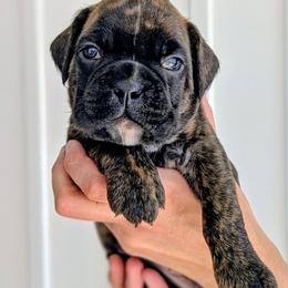 Co-Co - Brindle female Boxer puppy in Springfield, Missouri from ReMa Boxers