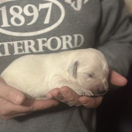 Pick 2 - Light golden female Golden Retriever puppy in Waterford, Pennsylvania from Living on Faiths Golden Retrievers