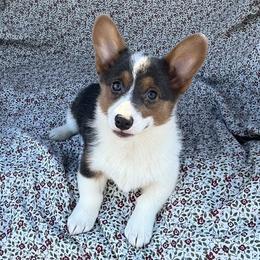 Bee Bee - Blue female Pembroke Welsh Corgi puppy in Washington, Arkansas from Foxy Knoll Farm