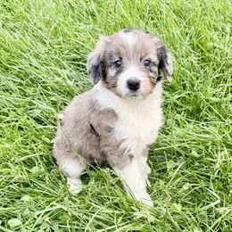 Purple Girl - Blue merle Aussiedoodle puppy in Centerburg, Ohio from A Dose Of Doodle