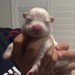 Boy 2 - White and biscuit male Samoyed puppy in Waddell, Arizona from Saratoga Samoyeds