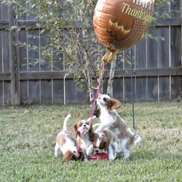 Cavalier King Charles Spaniel Puppies from Seaborne Cavalier King Charles Spaniels
