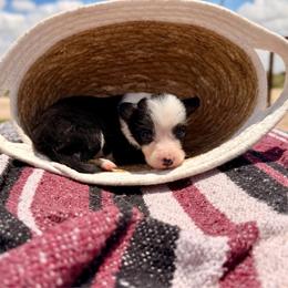 Dare - Tri-color female Border Collie puppy in Odessa, Texas from High Velocity Stockdogs
