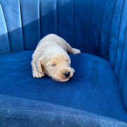 Luke - Cream male Dachshund puppy in New Albany, Mississippi from Double A. Doxies