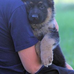 German Shepherd Puppies from Valiant Shepherds