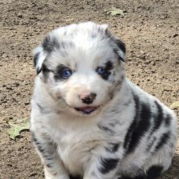 Peaces - Blue merle female Australian Shepherd puppy in Three Rivers, Michigan from Mitten Australian Shepherds