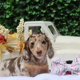 Dottie - Dapple female Dachshund puppy in Woodbine, Georgia from Bowdachs Miniatures