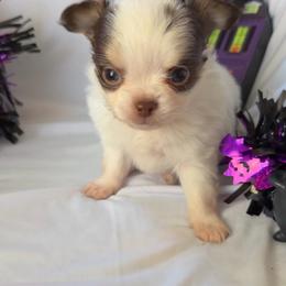 Smidge - Sable spotted white male Chihuahua puppy in Austin, Indiana from Dog Bones N Harmony