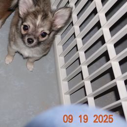 Boy 1 - Black sabled fawn male Chihuahua puppy in Deridder, Louisiana from BG's Chihuahua