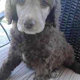 Poodle Puppies from Ruth’s Poodles