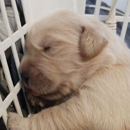 Doberman Pinscher, Flat-Coated Retriever, and Golden Retriever Puppies from Creekwood Kennel
