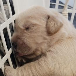 Doberman Pinscher, Flat-Coated Retriever, and Golden Retriever Puppies from Creekwood Kennel
