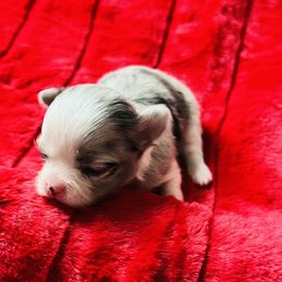 Misty - Merle female Chihuahua puppy in Framingham, Massachusetts from Boston Chi Chis
