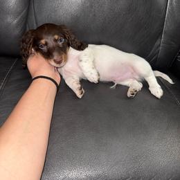 Sokka - Piebald male Dachshund puppy in Ceres, California from Rockin' M’s LilBitty Dachshunds (LBD)