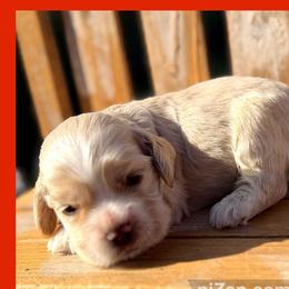 Yoshi - Buff male Cocker Spaniel puppy in Clinton, Oklahoma from Enchanted Spaniels