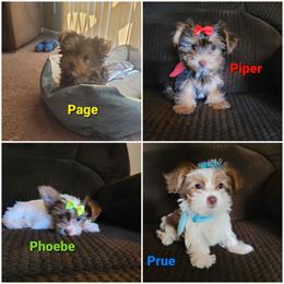 Yorkshire Terrier Puppies from Casey Clan Yorkies