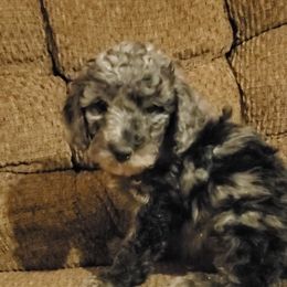 Aussiedoodle Puppies from Color Country Doodles